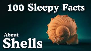 The Most Relaxing Facts About Shells to Fall asleep To — No Adverts screenshot 5