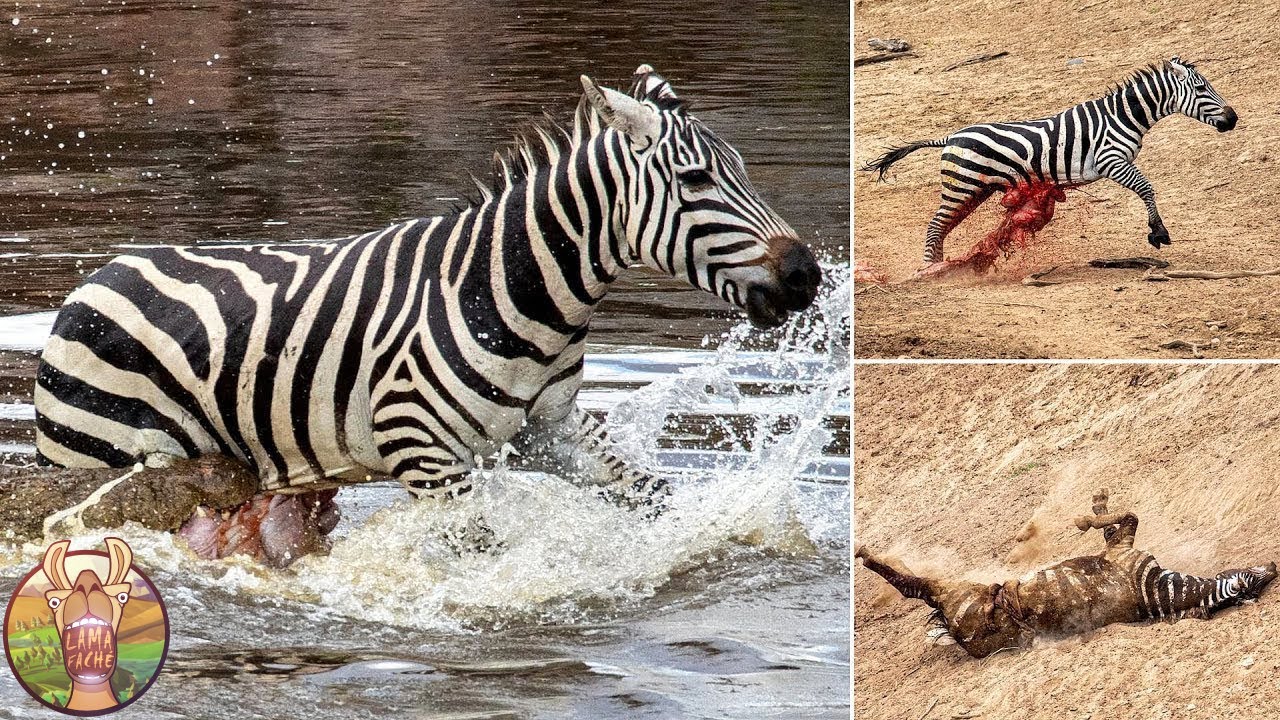 10 Combats Les Plus Violents Entre Animaux Sauvages !