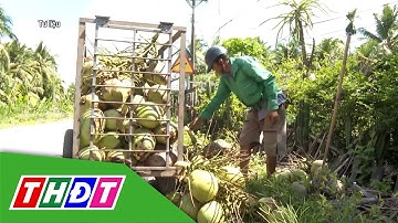Tiềm năng xuất khẩu dừa của Việt Nam tăng mạnh | THDT