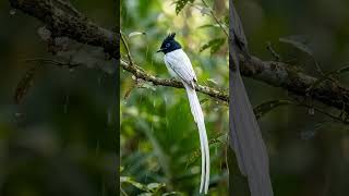 ⛈️🐦🎧 Indian Paradise flycatcher . #animals #tranding #birds #wildlife #parrot
