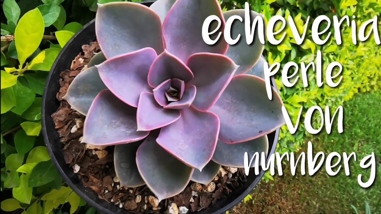 ECHEVERIA PERLE VON NUMBERG