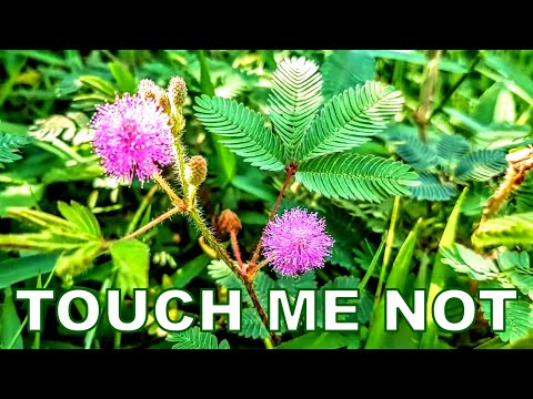 Video: Niktinastik Bitkilərin Növləri: Özbaşına Hərəkət edən Bitkilər Haqqında Öyrənin