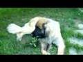 Leonberger dogs の動画、YouTube動画。
