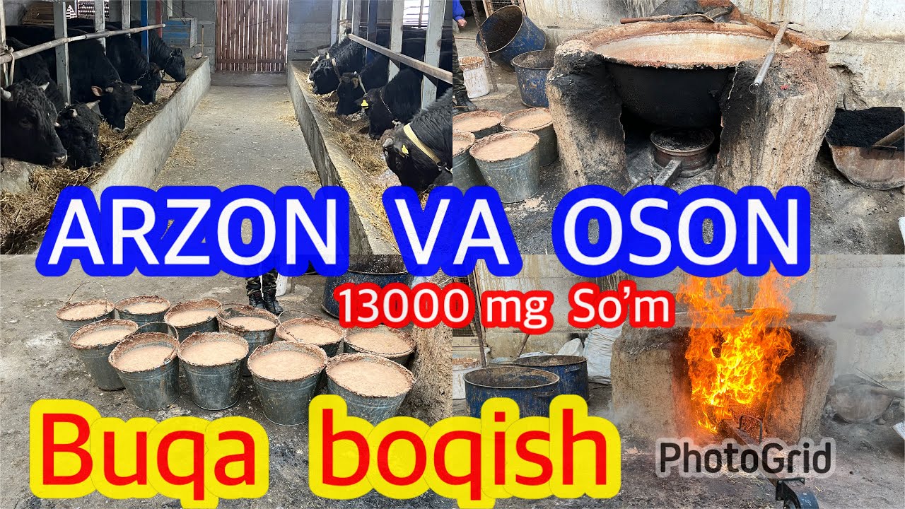 1 BUQA 100$ . ARZON Va OSON BUQA BOQISH. Bir oyda  Yahshi Daromat .1100$ .