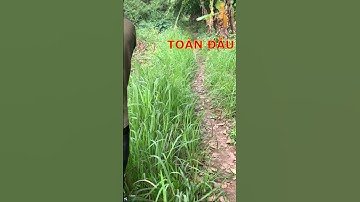 Câu cá lóc truyền thống - Cá lóc toàn đầu do trích điện