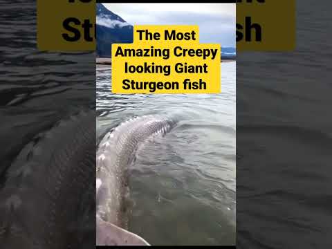 वीडियो: स्टर्जन मछली की प्रजाति। स्टर्जन (मछली): फोटो