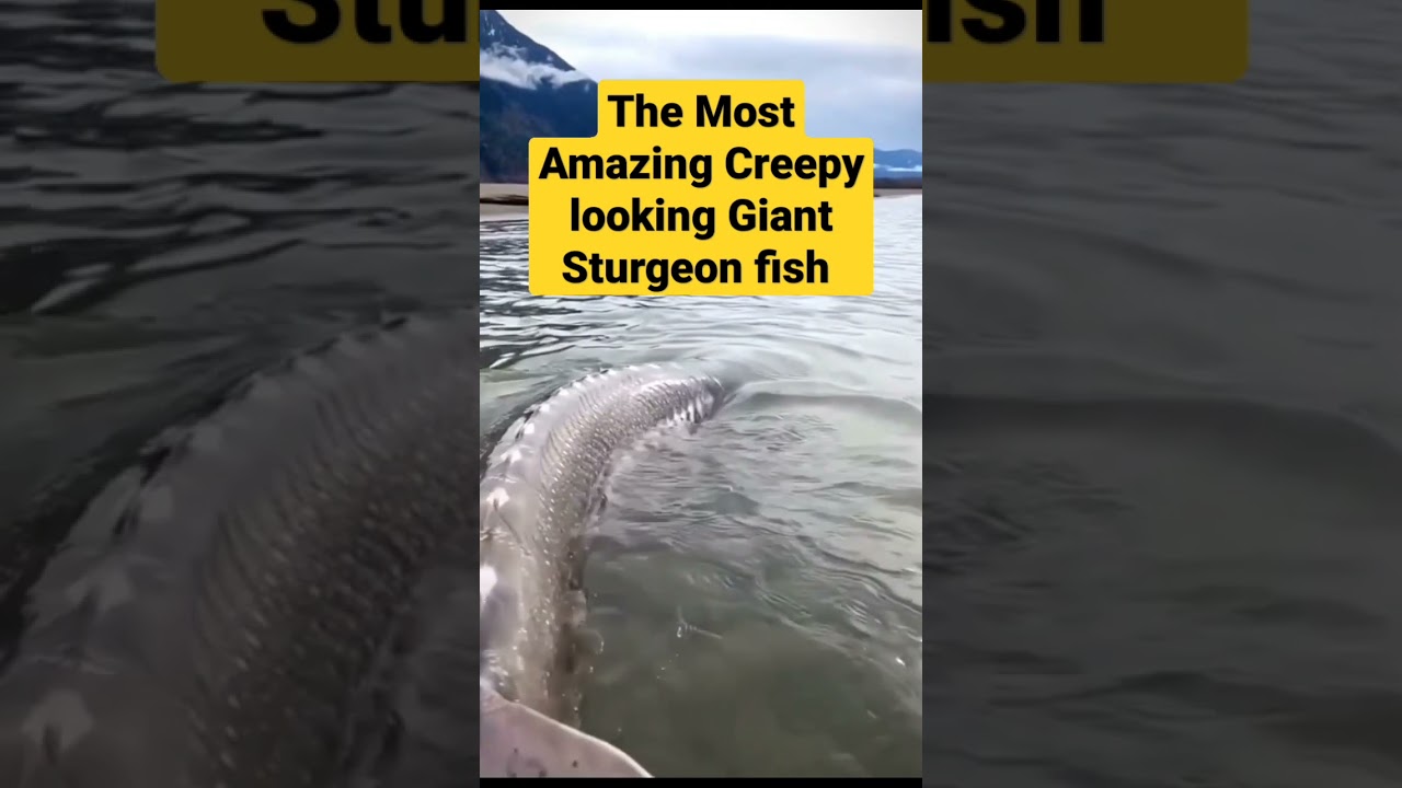 Enormous Sturgeon Caught on Camera: Captivating Footage