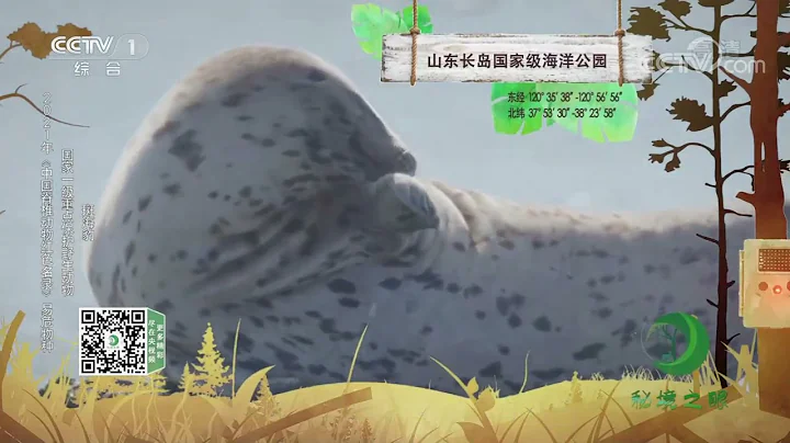 《秘境之眼》 长江江豚/斑海豹/扬子鳄/河狸 20221008| CCTV - 天天要闻