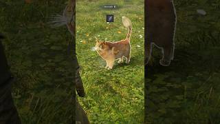 ALL PET BRUSHING ANIMATIONS HOGWARTS LEGACY Shorts