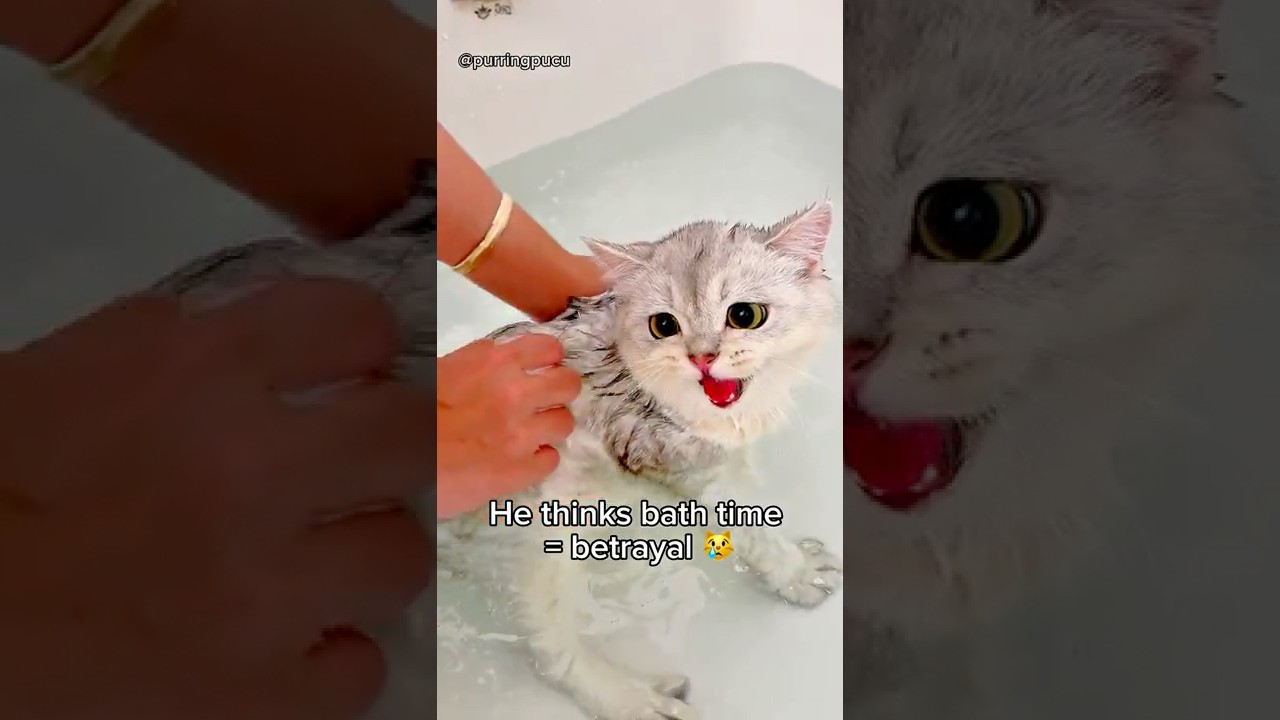 Cozy Cat Spa Day 🛁✨ | From Bath Time to Sweet Dreams 😴🐾 