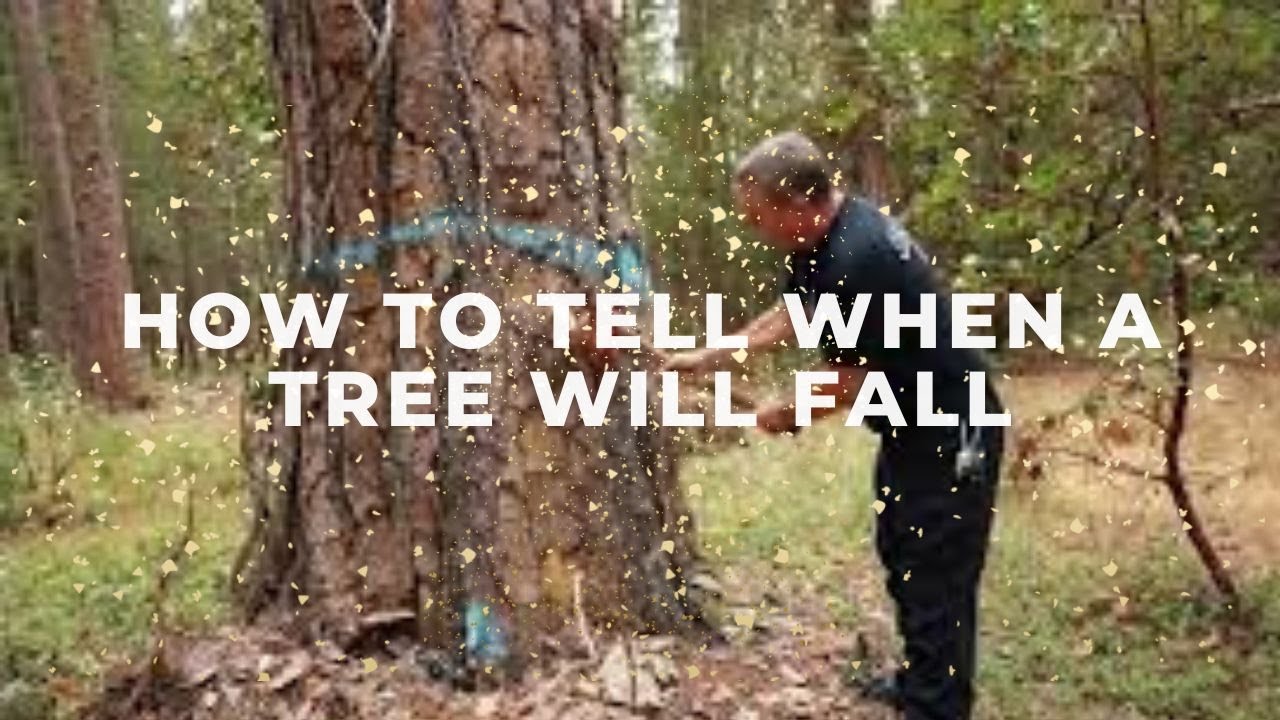 Looking To Take A Pine Tree Down In Big Bear Lake? Watch - YouTube