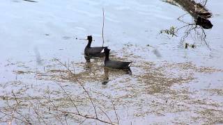 American Coot Skimming The Water In Brazos Bend