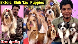 Extoic Shih tzu kennel | Shihtzu Puppies | Toy breeds | kennel vist secret of dog maintaince