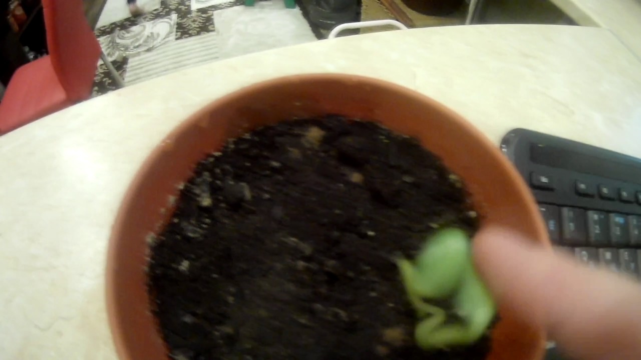 Арбуз из семечка - YouTube