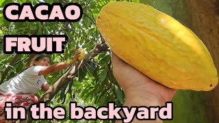 I got Cacao Fruit in our backyard #philippines #provincelife