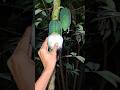 What animal is this? It's so white. #shortvideo #animals #nature