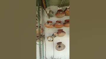 java Birds soft food 2025/26 I Silver java Finches l white Java l Java Sparrow l Finches l