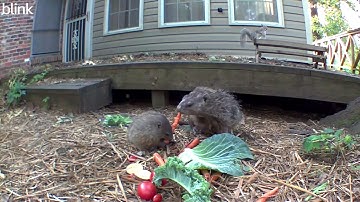 Payback - May 11, 2023