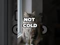 This Cat Isn’t Cold