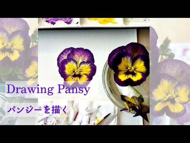 Drawing Pansy / パンジーを描く - YouTube