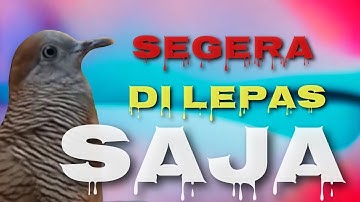 HARUS SEGERA DI LEPAS KE ALAM BEBAS,,3 CIRI PERKUTUT BERYONI NEGATIF