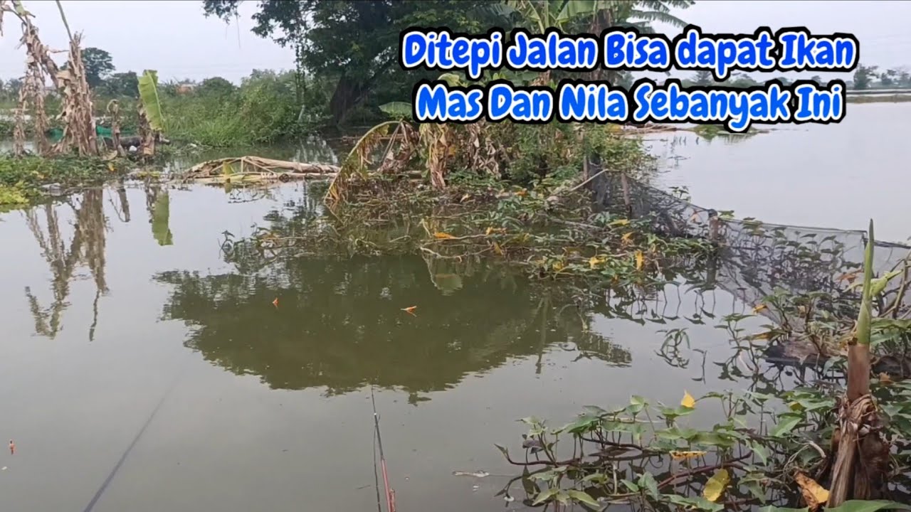 Gak perlu blusukan..!! Cukup mancing tepi jalan sudah bisa panen ikan mas dan Nila besar-besar 