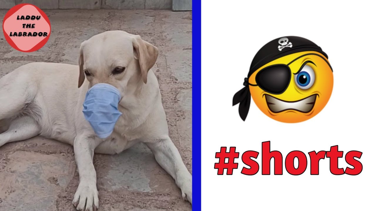 Very funny Dog wearing Mask 