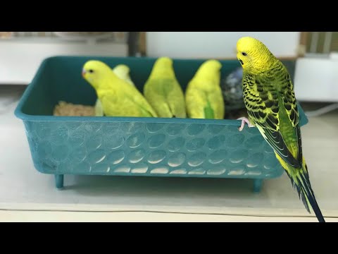 Caring for the Budgerigar Puppy from Egg to Nest