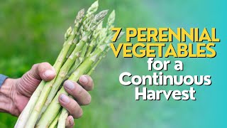 Top 7 Perennial Vegetables for a Continuous Harvest