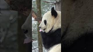 🐼好可爱！大熊猫的口水结冰了！#Animal 【跟着图尔去旅行】