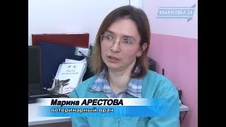 Ветеринар о профилактике укусов клещами собак и кошек Ветеринар о профилактике укусов клещами собак и кошек
