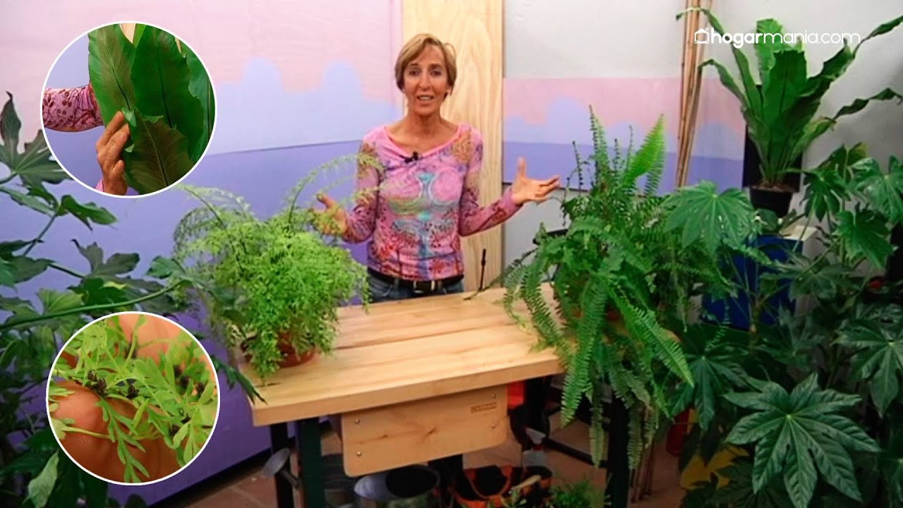 Variedades de helechos: características, reproducción y cuidados esenciales