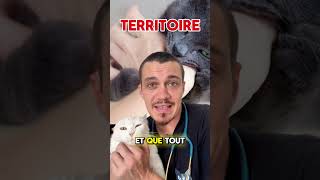 Mon chat m'attaque ! voici pourquoi ? 🙀🐾