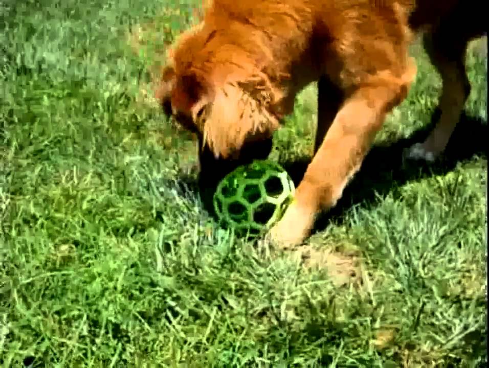 Hol-EE Roller Dog Toy: 10 Ways To Play, DIY Dog Toy, Dog Ball, Hol-EE  Roller Dog Toy: 10 Ways To Play, DIY Dog…