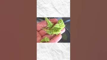 Hurom H310A vs H320N — Celery Juicer Battle! Which One Wins? #celeryjuice #slowjuicer