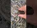 色が変わる凄すぎるタコ #Shorts