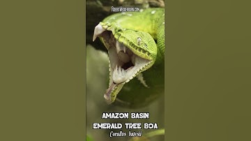 🐍 Massive Amazon Tree Boa Teeth Unveiled 🐍