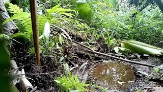 Mus Tua Noog Da Dej -30.6.2020