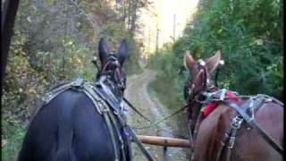 Mule Team Wagon Ride - Eastern Tennessee