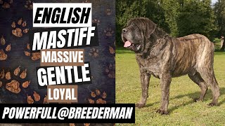 English Mastiff | Breed Insights & Fun Facts