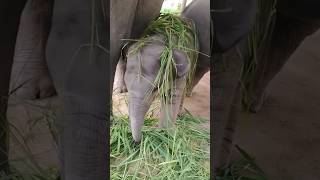 Baby Elephant’s New Hairstyle! 🐘😂 #babyelephant #funnyelephant #cuteanimal #wildlife #shorts