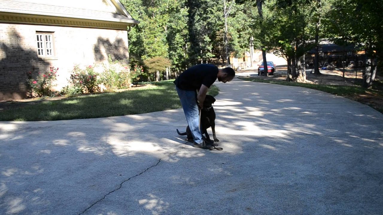 Sanders Kennels Real Life Training YouTube