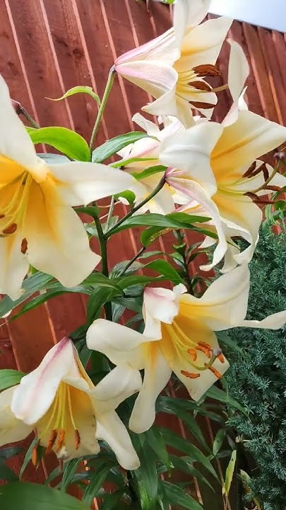 Лилия Хай Ти ОТ-гибрид Lilium High Tea OT hybrid #flowers #garden #сад ...