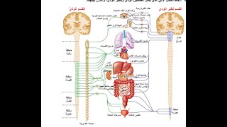 الجهاز العصبي المحيطي الطرفي-بكالوريا علمي-الدرس الثالث