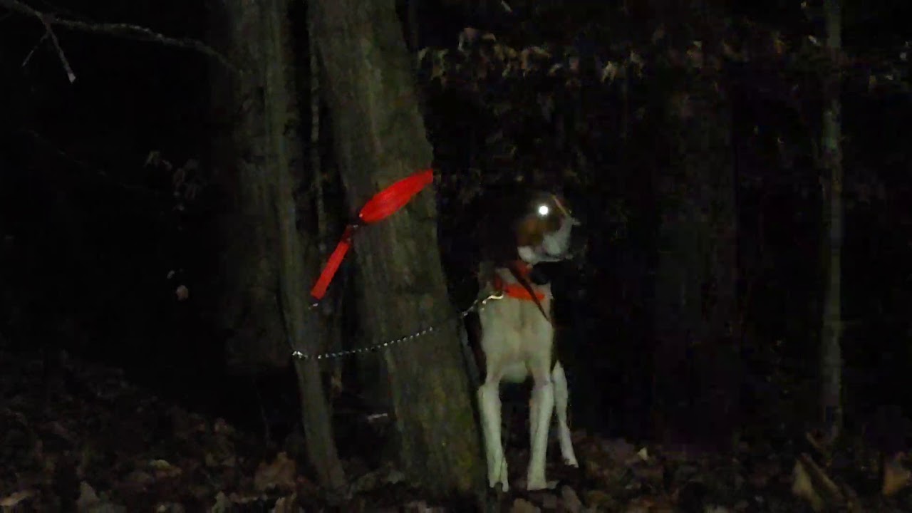 13020 quick coon hunt at the farm YouTube