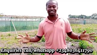 Farm land for sale at Epe,Lagos Nigeria #eazyfarm #08036411790 #farmland
