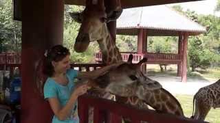 Ho Chi Minh city. Park Dai Nam-Feeding giraffes.