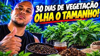MY PLANTS ARE HUGE AFTER 30 DAYS OF VEG - The Organic Fertilizers I Use