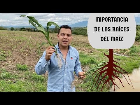 Video: ¿El maíz tiene raíz?