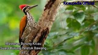 Suara Burung Pelatuk Bawang Masteran Burung Kicau